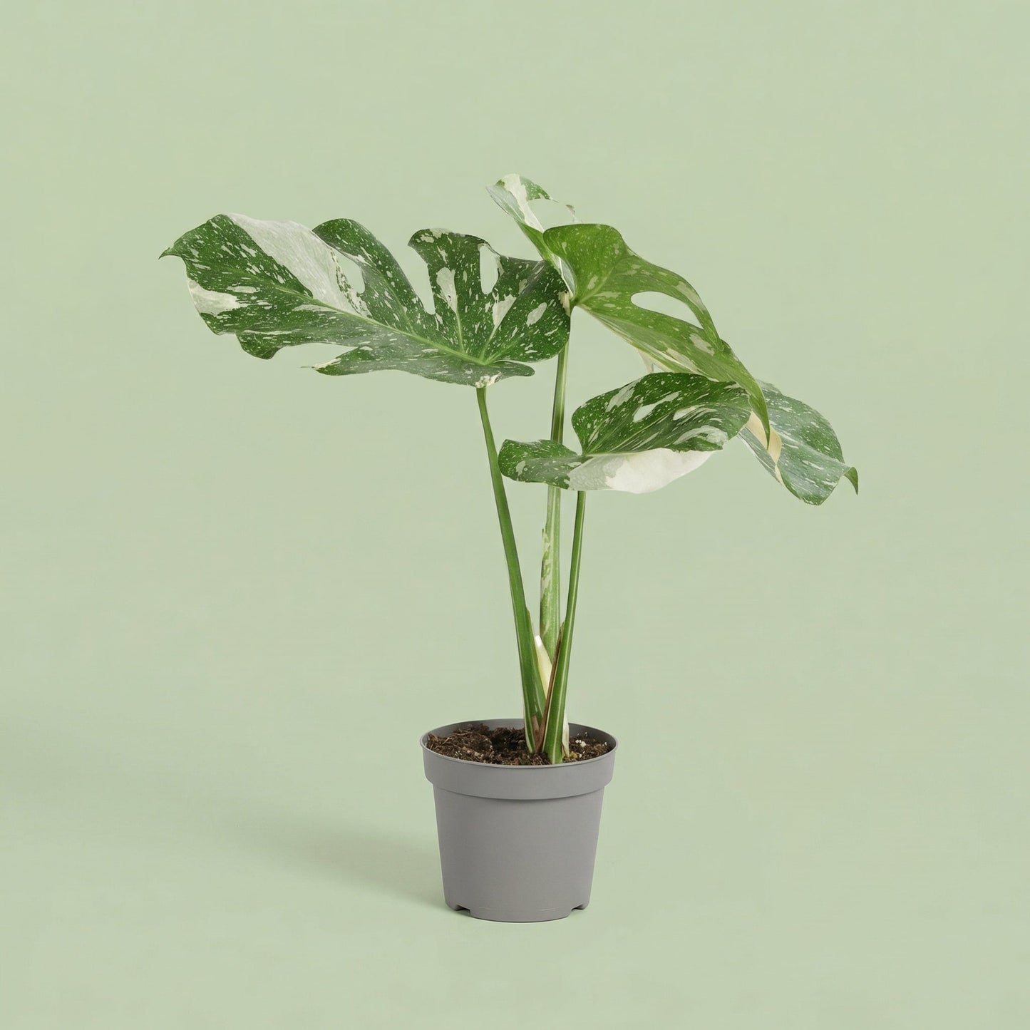 Monstera Thai Constellation M - plants