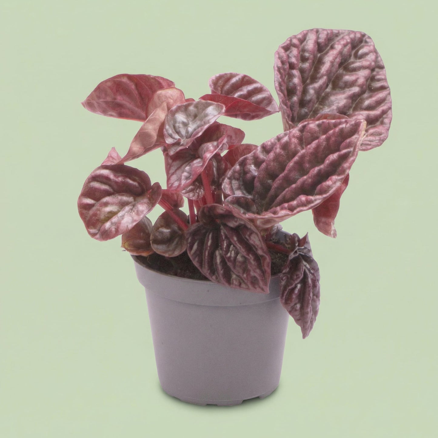 Peperomia Caperata Luna XS - plants