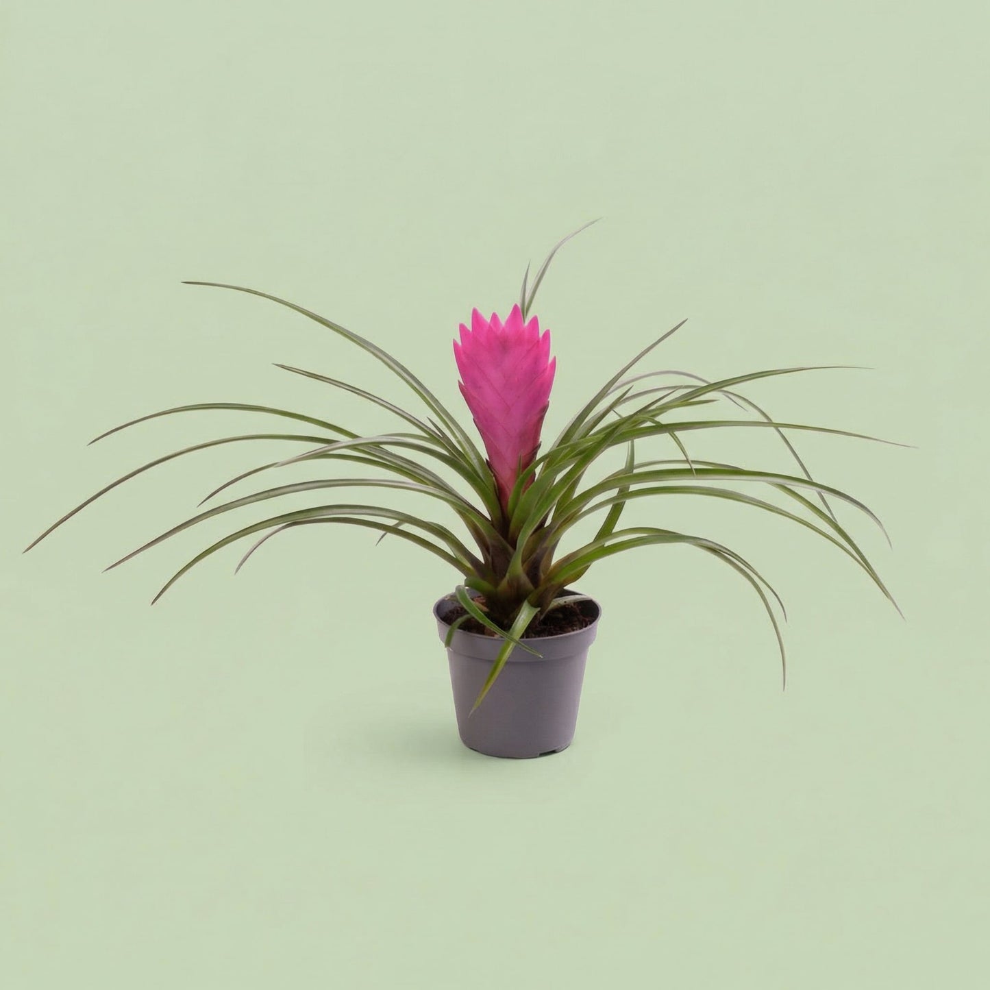 Tillandsia Cyanea XS - plants