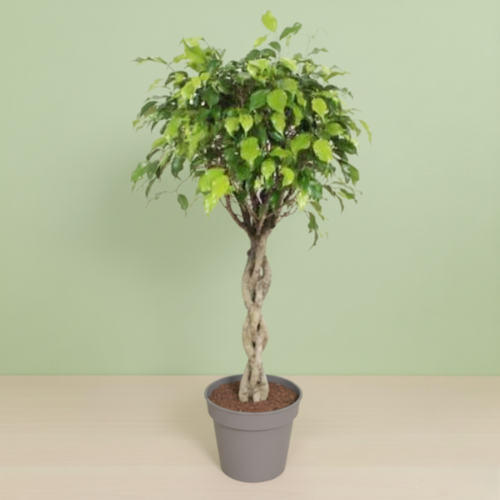 Ficus Exotica