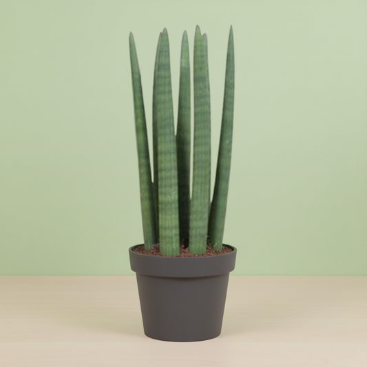 Sansevieria Straight
