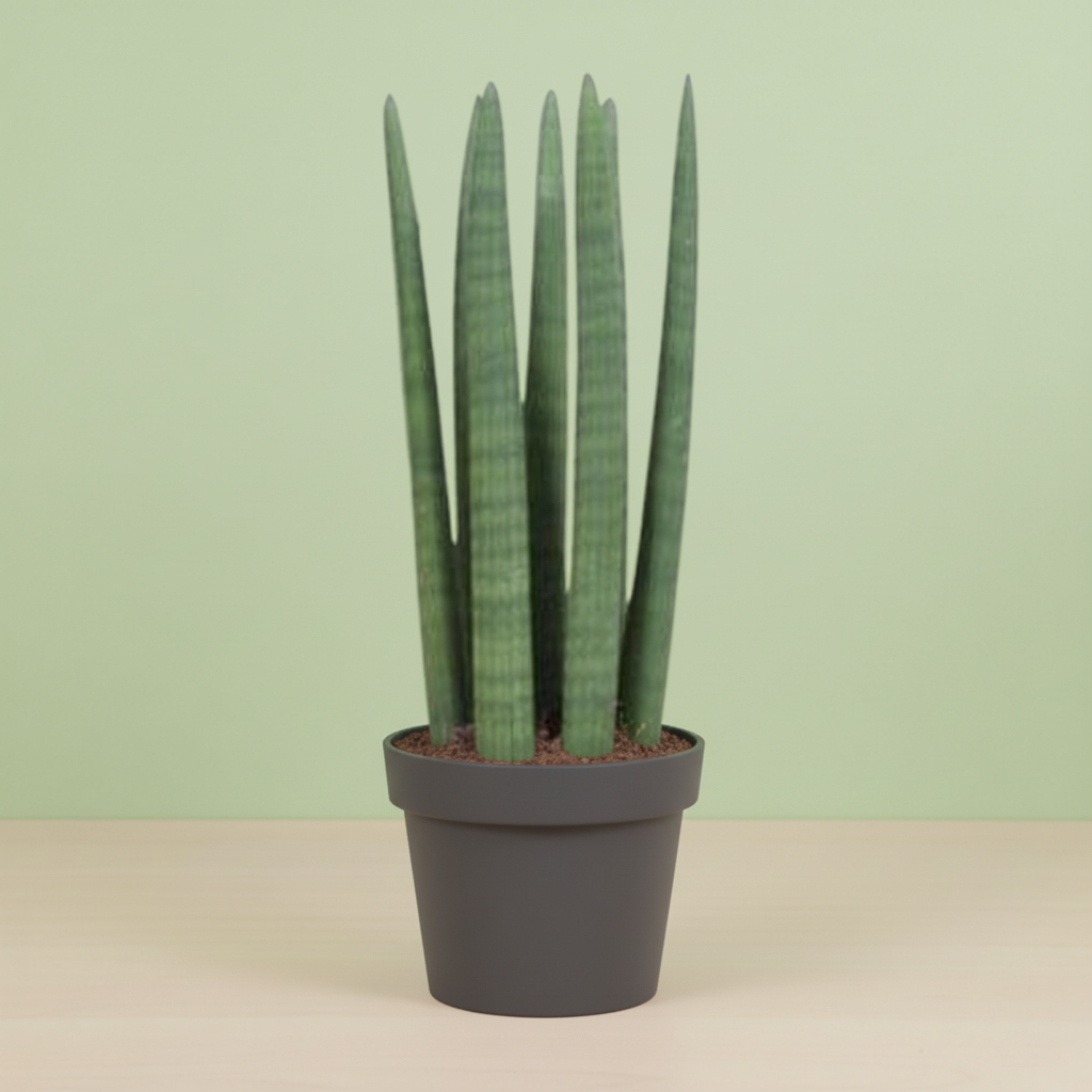 Sansevieria Straight