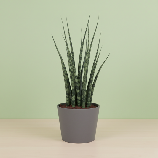 Sansevieria Fernwood Mikado