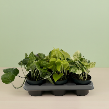 Pack Epipremnum Verdes