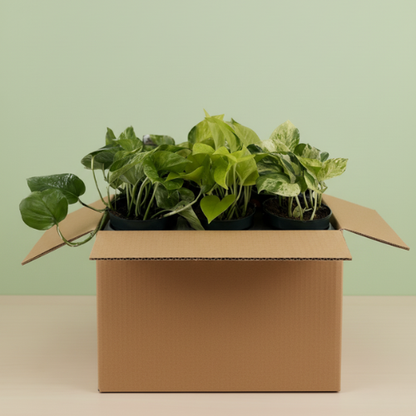 Pack Epipremnum Verdes