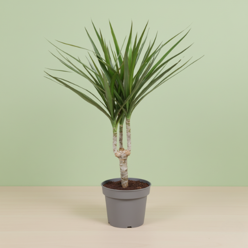 Dracaena Marginata