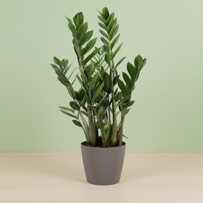 Zamioculcas Zamiifolia