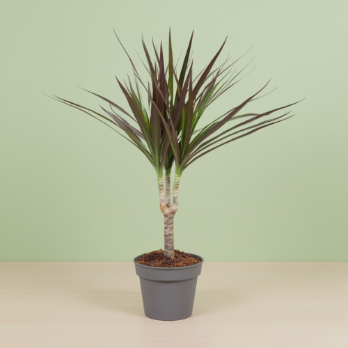 Dracaena Magenta