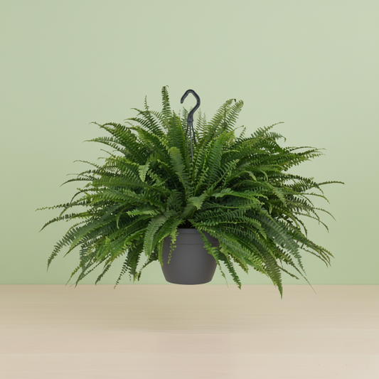 Nephrolepis Green Lady