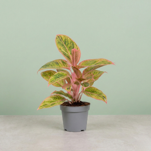 Aglaonema Salmon Fantasy