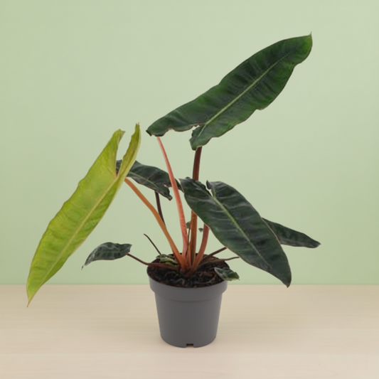 Philodendron Billietiae