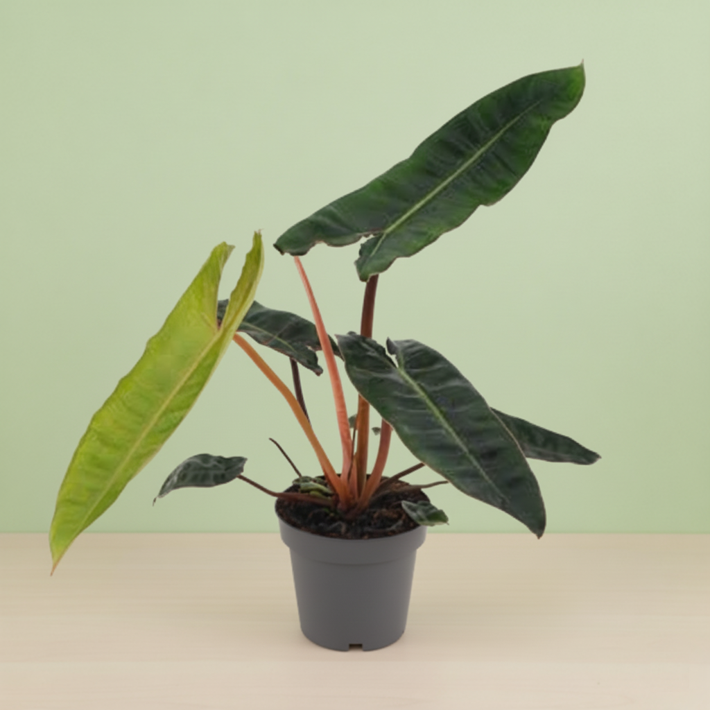 Philodendron Billietiae