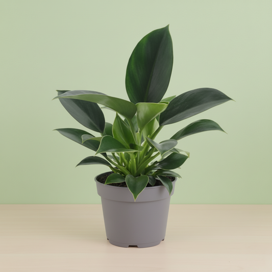 Philodendron Green Princess
