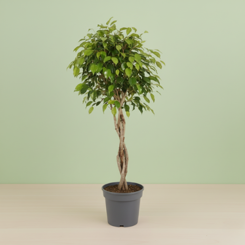 Ficus Benjamina Exotica