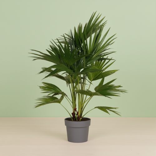 Livistona Chinensis