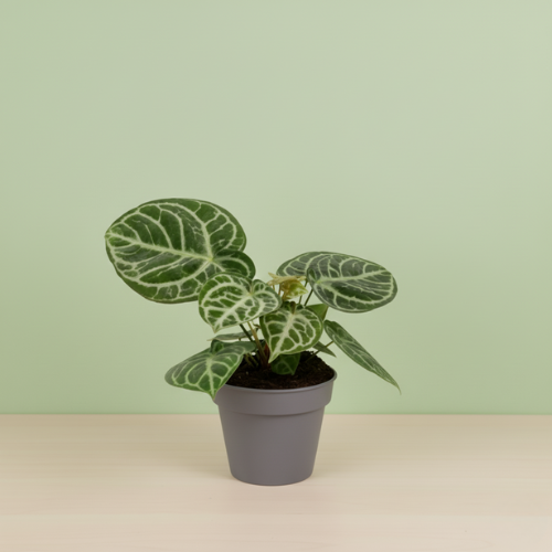 Anthurium Crystal Hybride Compact