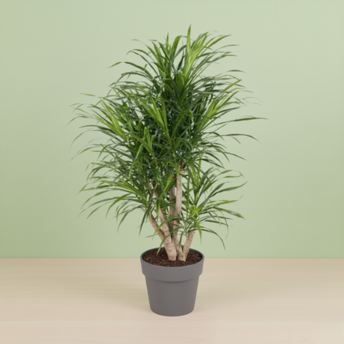 Dracaena Anita