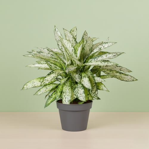 Dieffenbachia Vesuvius