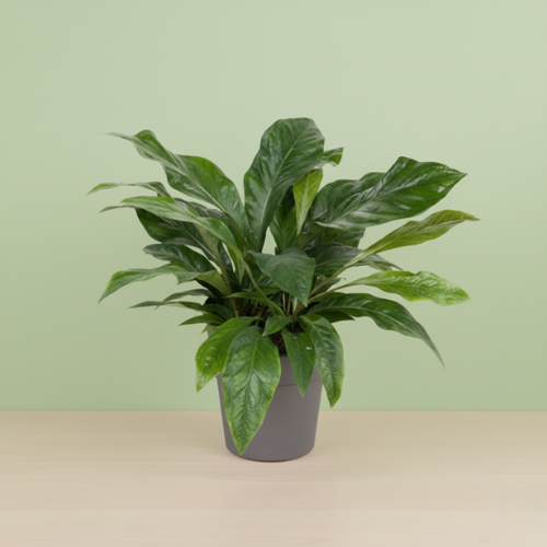 Anthurium Jungle Bush