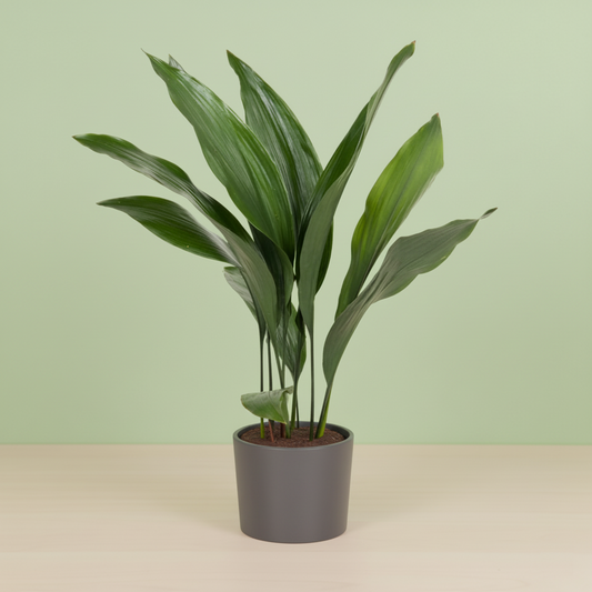 Aspidistra Elatior