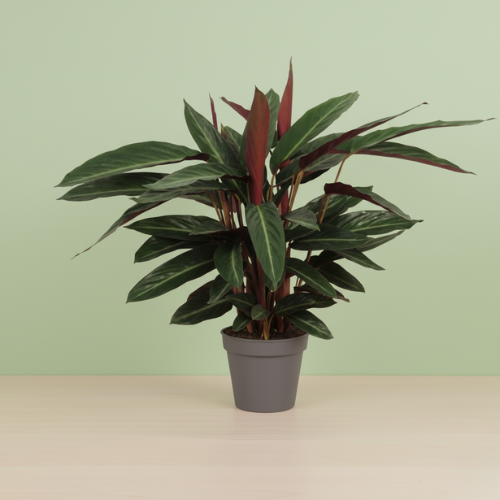Calathea Stripestar