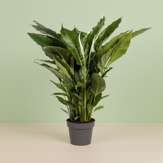 Spathiphyllum Sweet Sebastiano