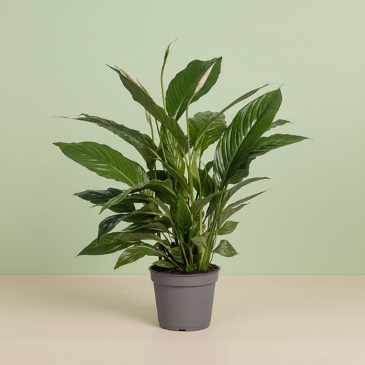 Spathiphyllum Vivaldi