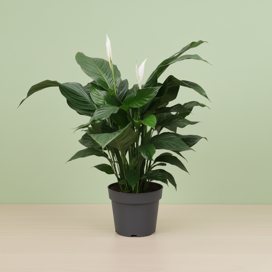 Spathiphyllum Sweet Silvana