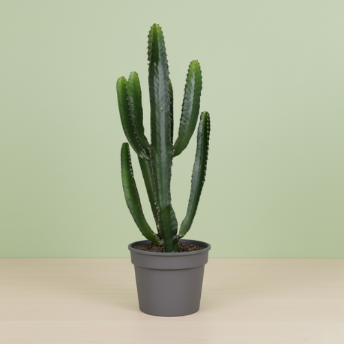 Euphorbia Triangularis