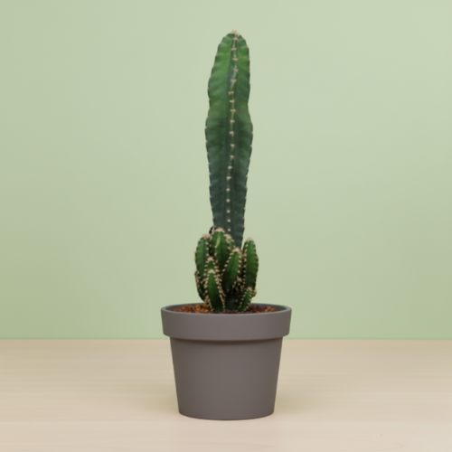 Cereus Peruvianus Florida