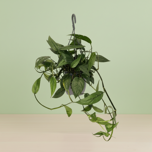 Epipremnum Cebu Blue