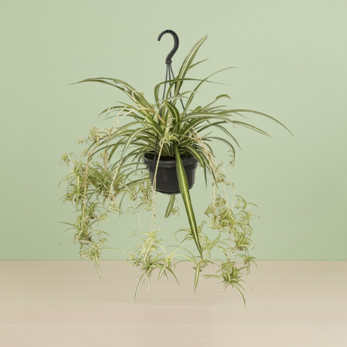 Chlorophytum Comosum