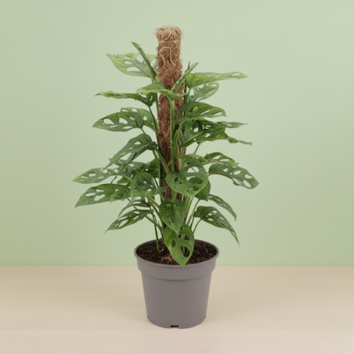 Monstera Adansonii