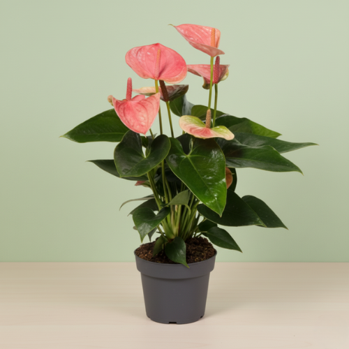 Anthurium Sweet Dream
