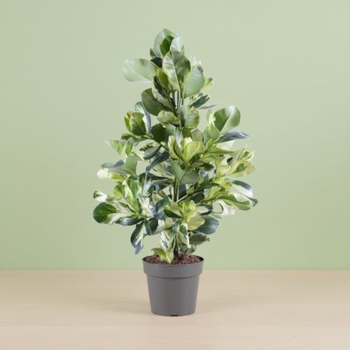 Clusia Rosea White Star