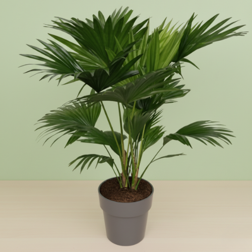 Livistona Rotundifolia