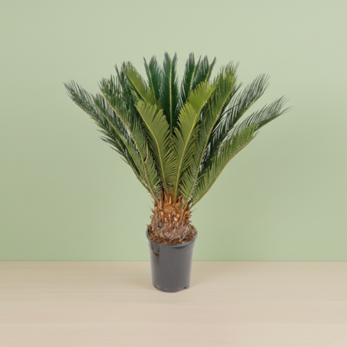 Cycas Revoluta