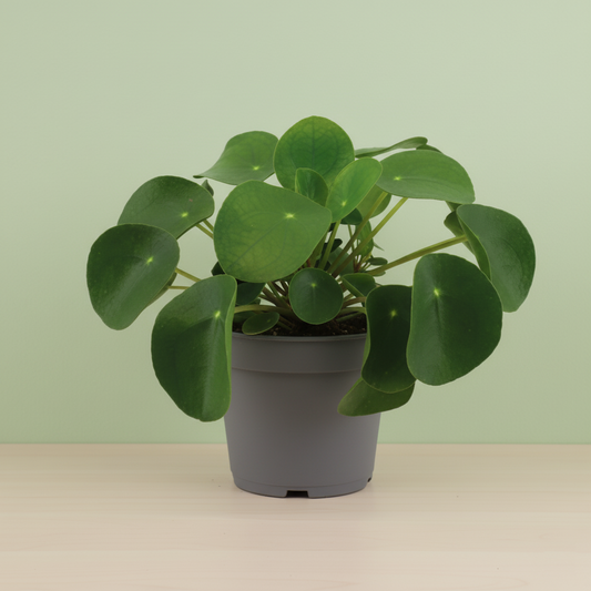 Pilea Peperomioides