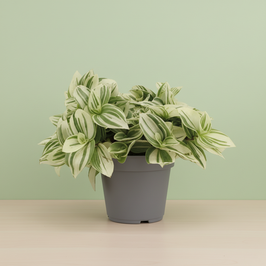 Tradescantia Brightness