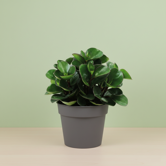 Peperomia Burning Bush