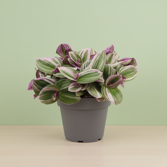 Tradescantia Nanouk