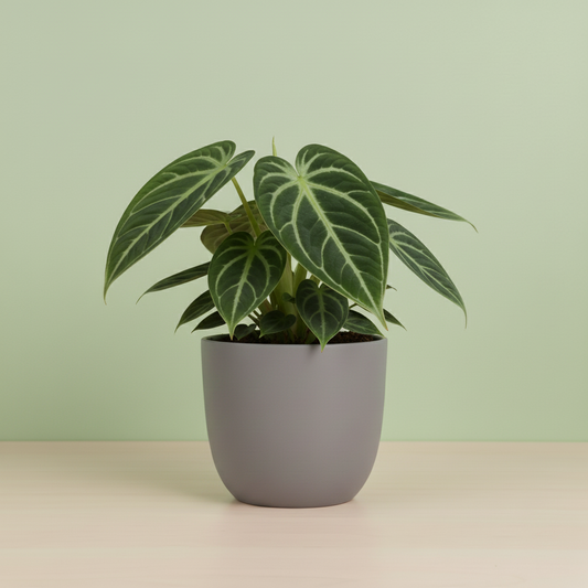 Peperomia Sarcophylla