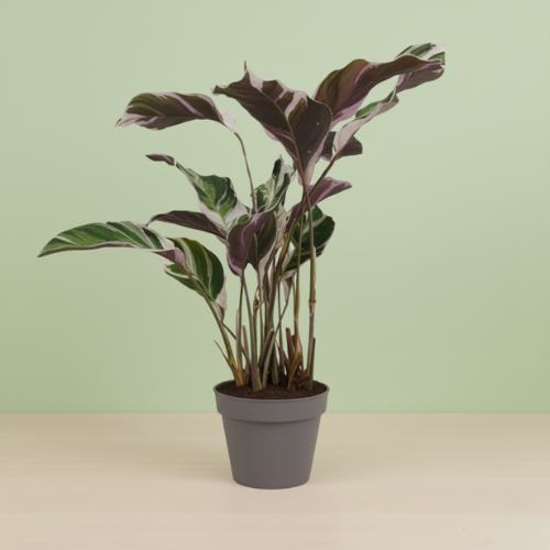 Calathea White Fusion