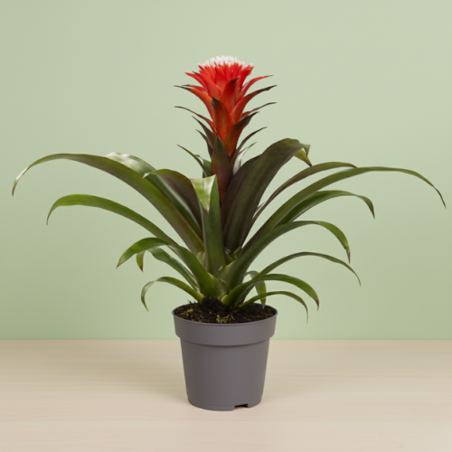 Guzmania Hope