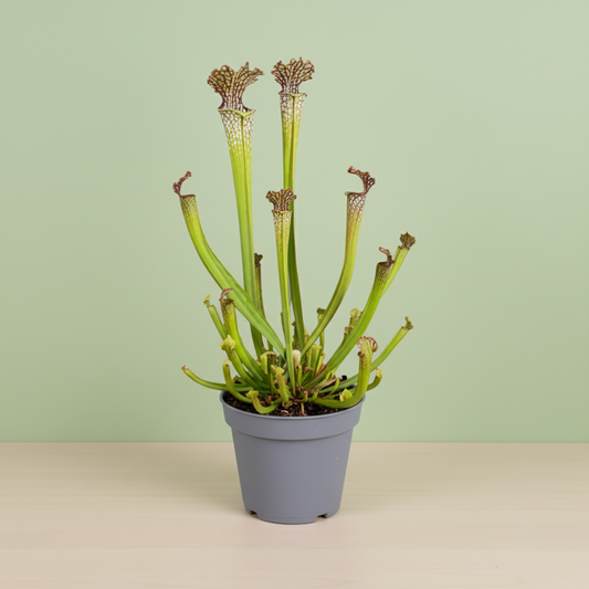 Sarracenia Farnhamii