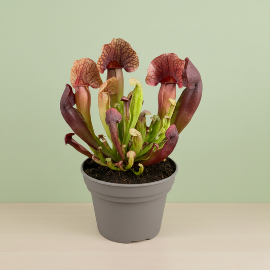 Sarracenia Catesbaei
