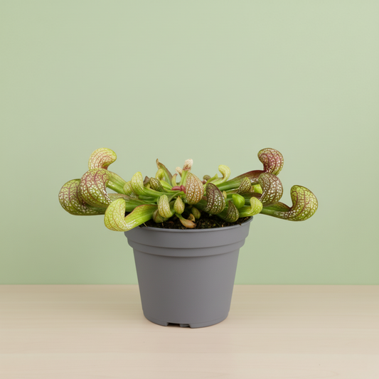 Sarracenia Psittacina