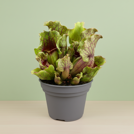 Sarracenia Purpurea