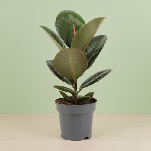 Ficus Elastica
