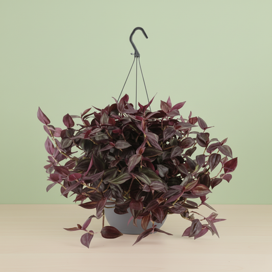 Tradescantia Jewel Red